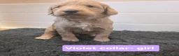Goldendoodle dogs for sale: Multige. Goldendoodle Puppies. Parents DNA clear!! - Advert 4
