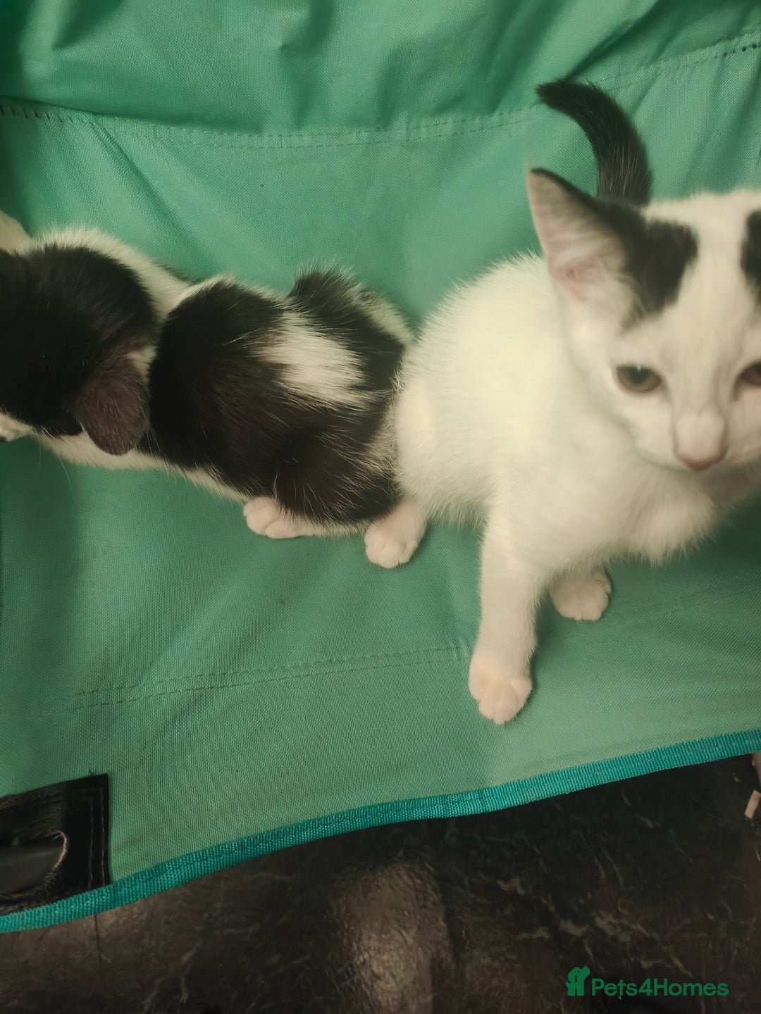 Mixed Breed cats for sale: 1 kitten for sale due to time wasters  - Image 13