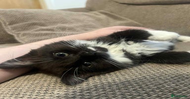 Mixed Breed cats - Advert 16