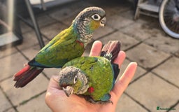 Conures birds for sale: Crimson bellied conure, handrear,silly tame - Image 1