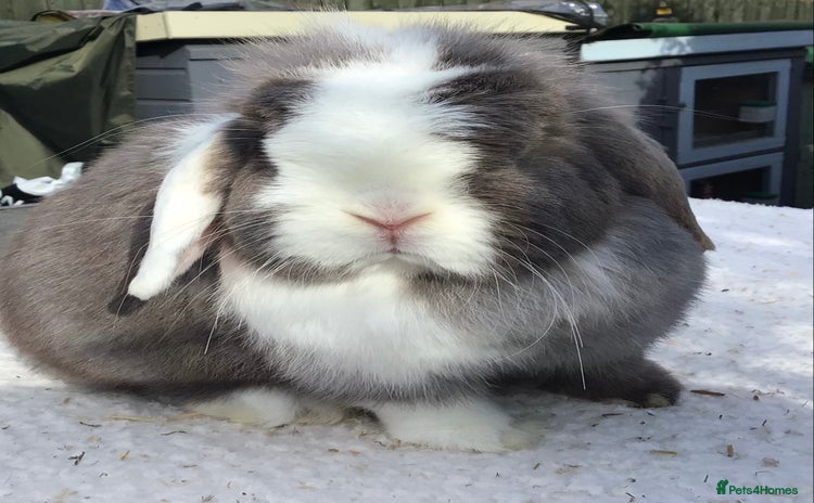 Mini Lop rabbits - Advert 2