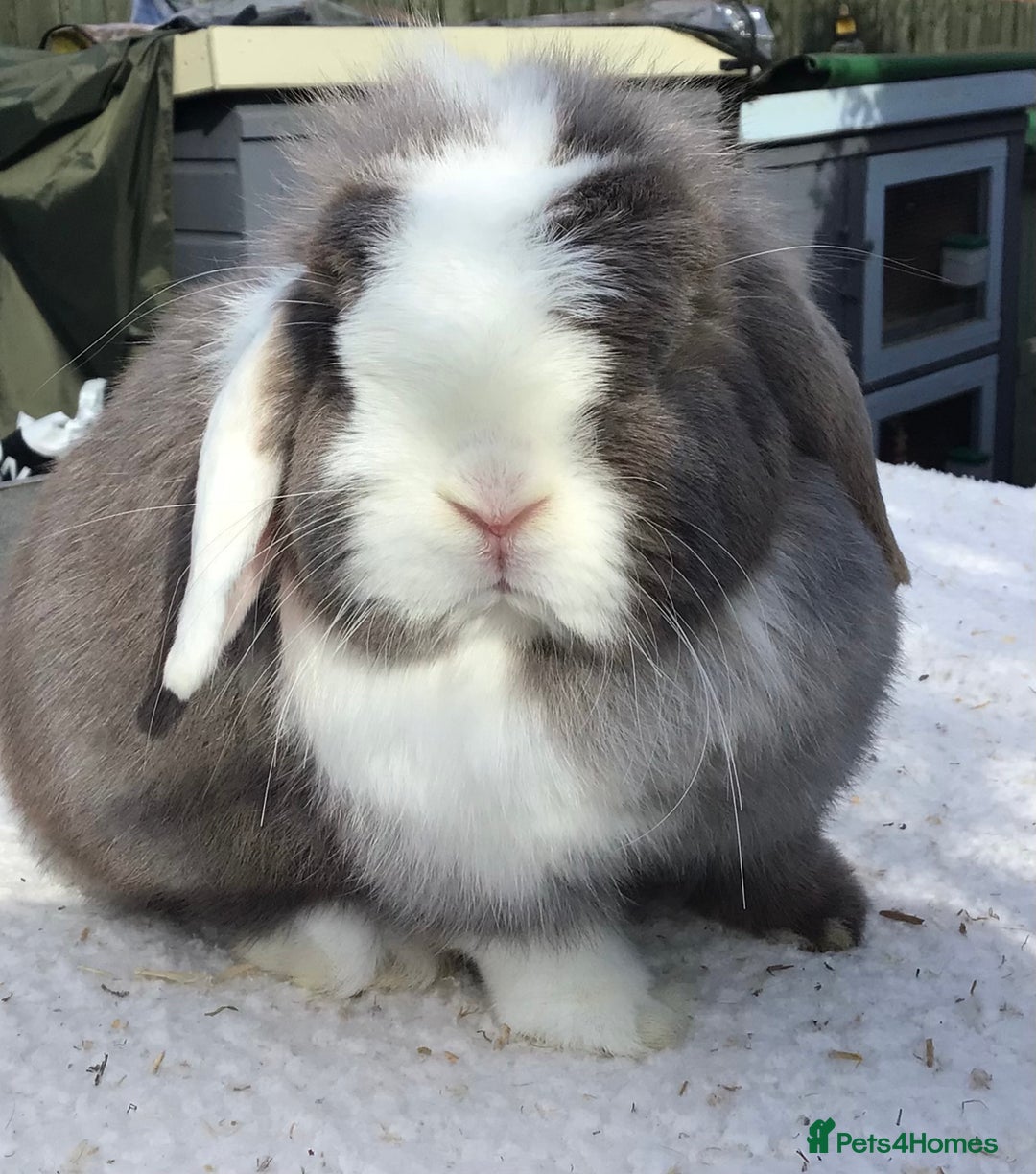 Mini Lop rabbits for sale: Mini lop doe - Image 1