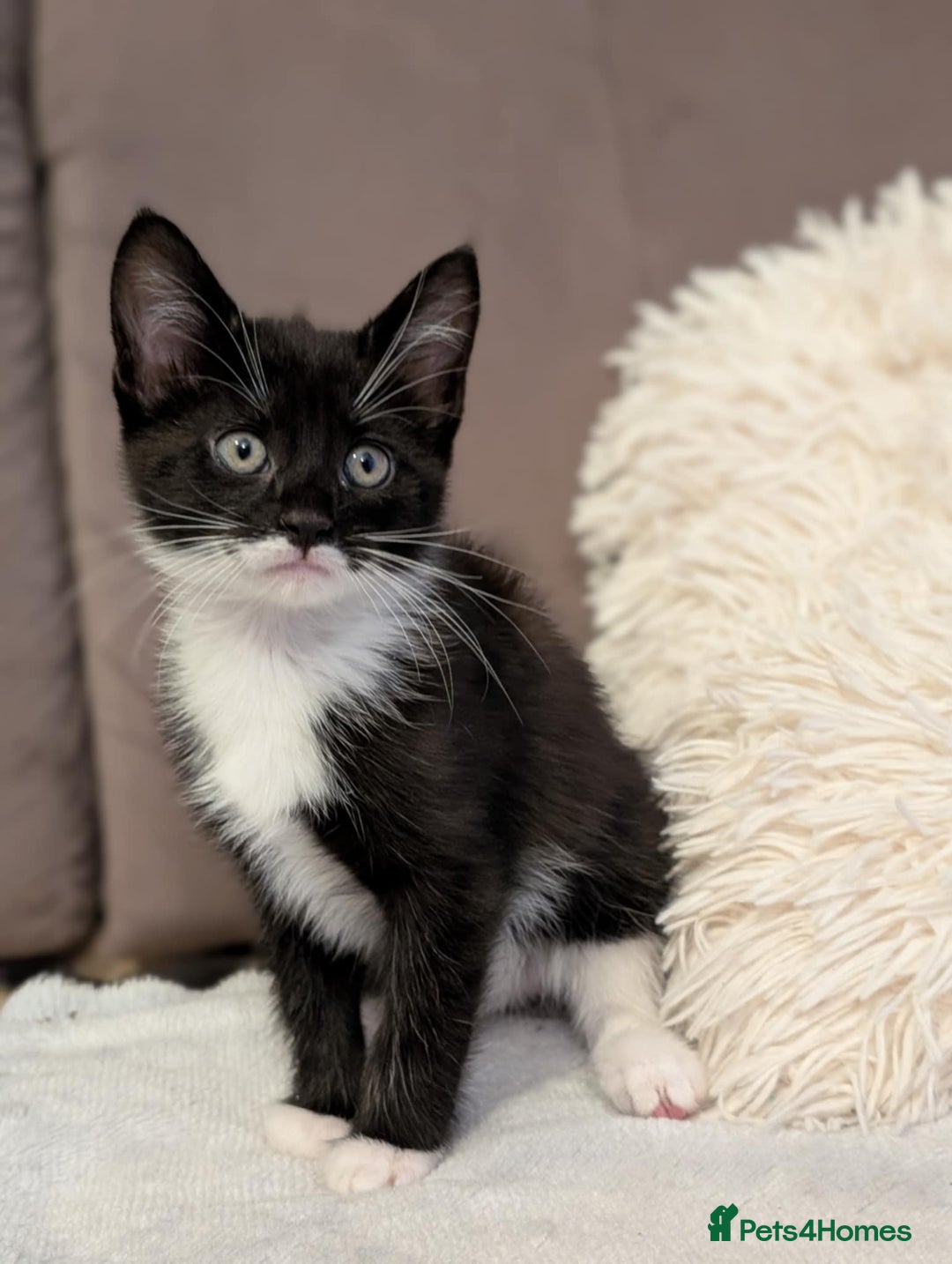 Maine Coon cats for sale: Beautiful half maine coon kitten - Image 13