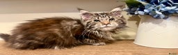 Maine Coon cats for sale: 2 Gorgeous Maine Coon Girl kittens - Advert 6