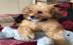 Shihpoo dogs for sale: shihpoo puppies for sale  - Image 3