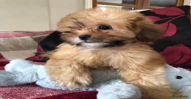 Shihpoo dogs - Advert 1