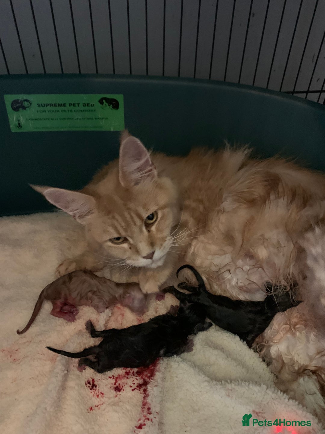 Maine Coon cats for sale: Maine Coon girls  - Advert 1