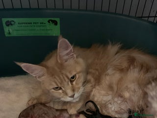 Maine Coon cats Maine Coon girls - Advert 5