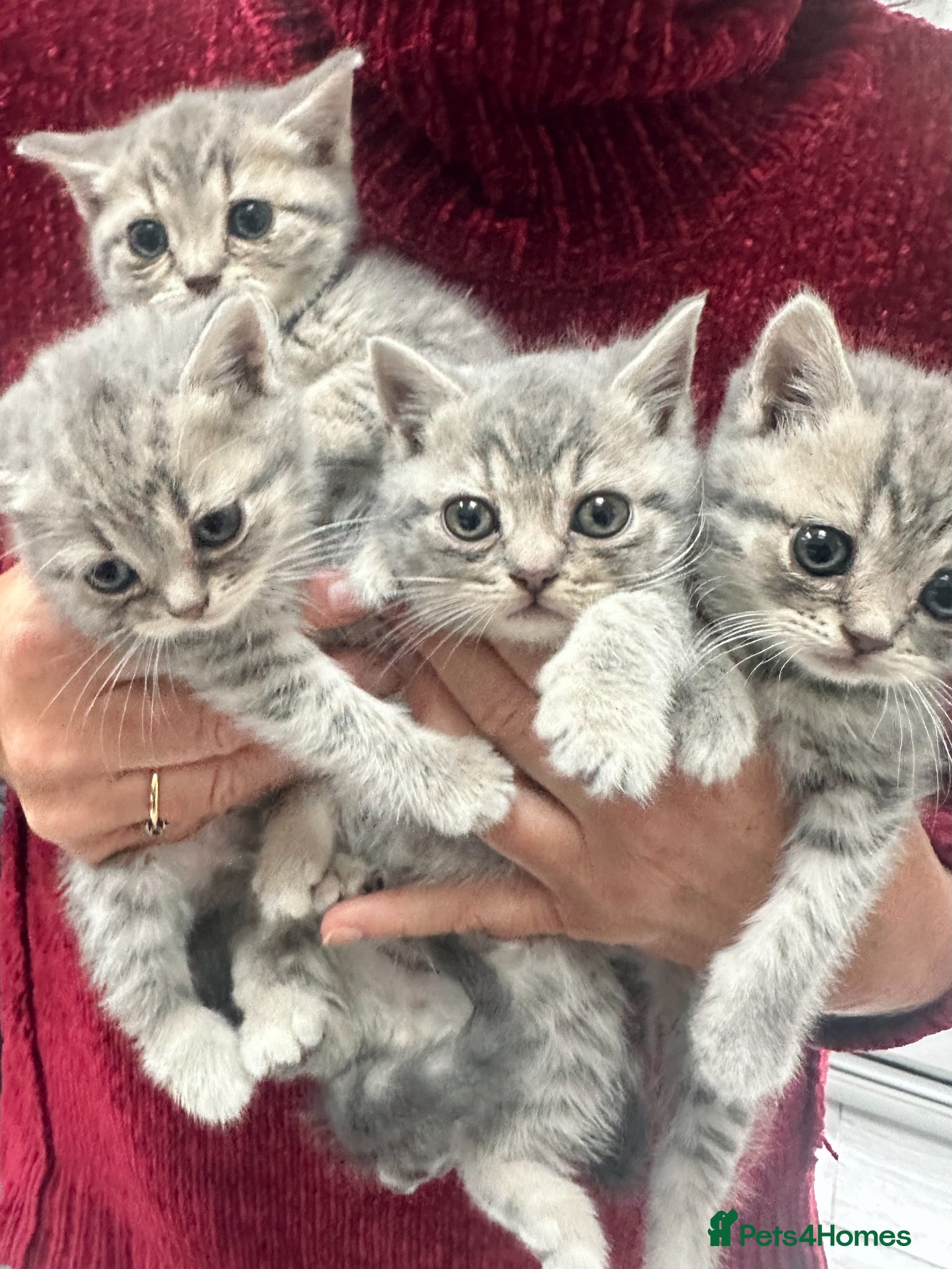 British Shorthair cats Beautiful BSH Grey Stripe Purebread Kittens - Advert 1