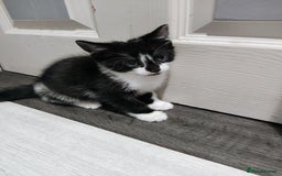 Mixed Breed cats for sale: 5 lovely kittens available  - Image 11
