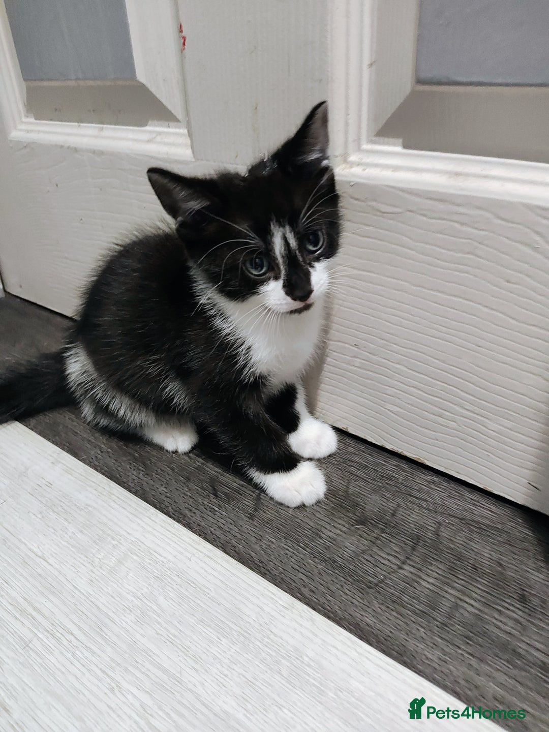 Mixed Breed cats for sale: 5 lovely kittens available  - Image 11