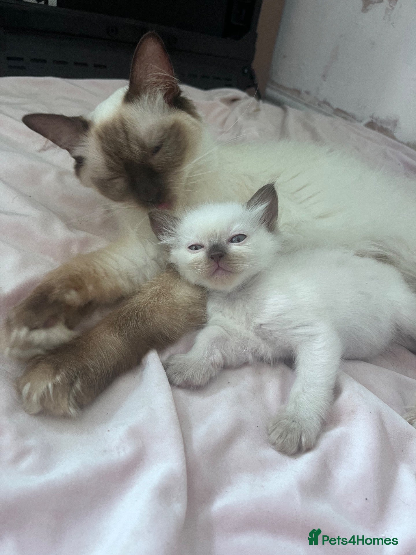 Ragdoll cats Kittens ready for the forever home . - Advert 3