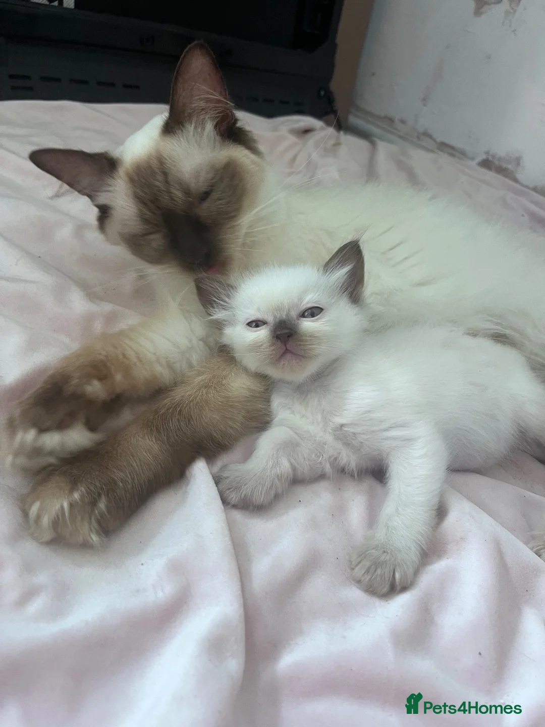 Ragdoll cats for sale: Kittens ready for the forever home . - Advert 1
