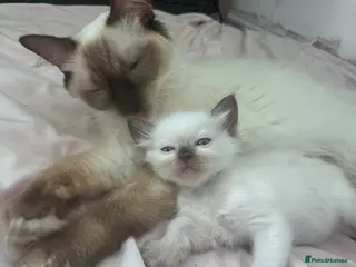 Ragdoll cats Kittens ready for the forever home . - Advert 3