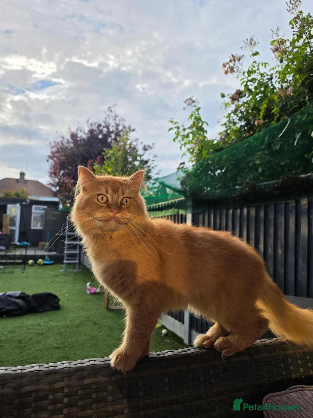 British Longhair cats for sale: British longhair mix fluffy kittens  - Advert 2