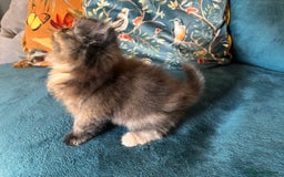 Persian cats for sale: Beautiful Persian Brother & 2 Sisters Available  - Image 12