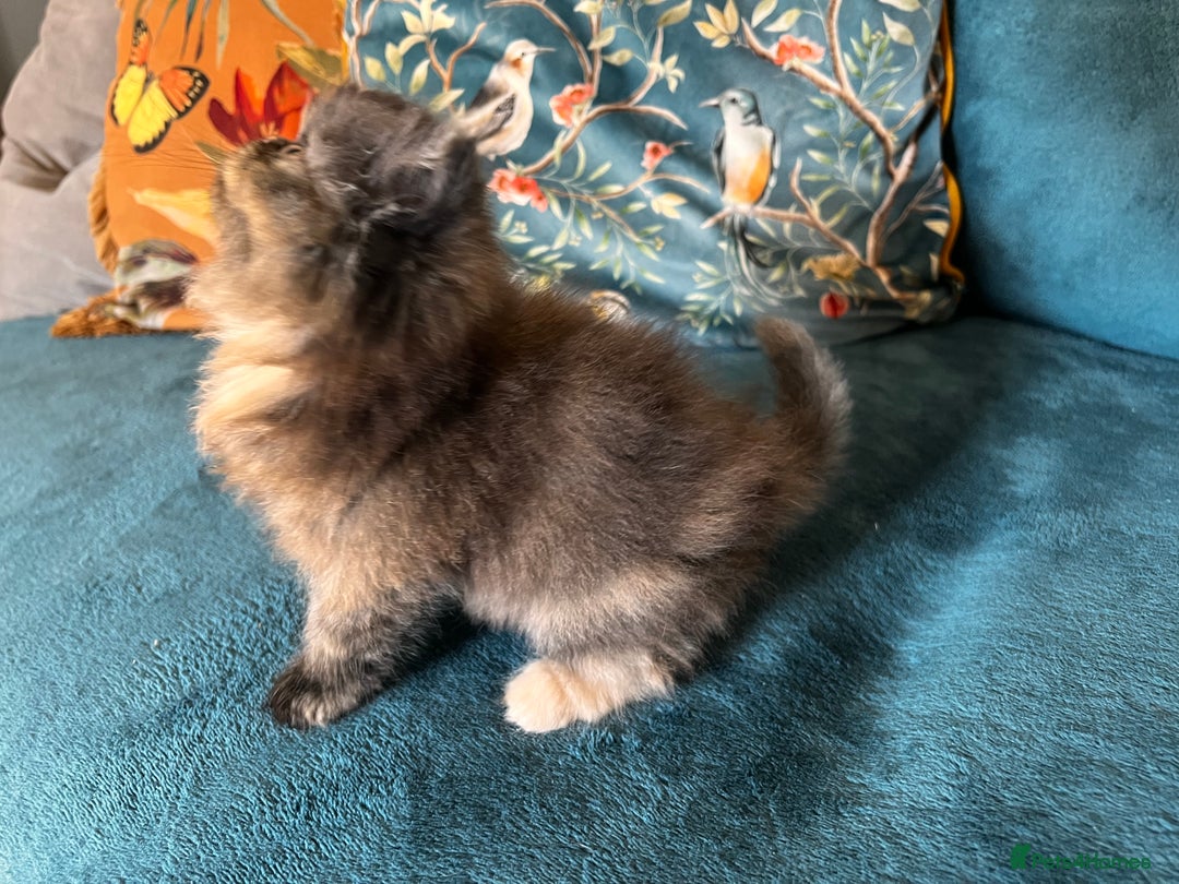 Persian cats for sale: Beautiful Persian Brother & 2 Sisters Available  - Image 12