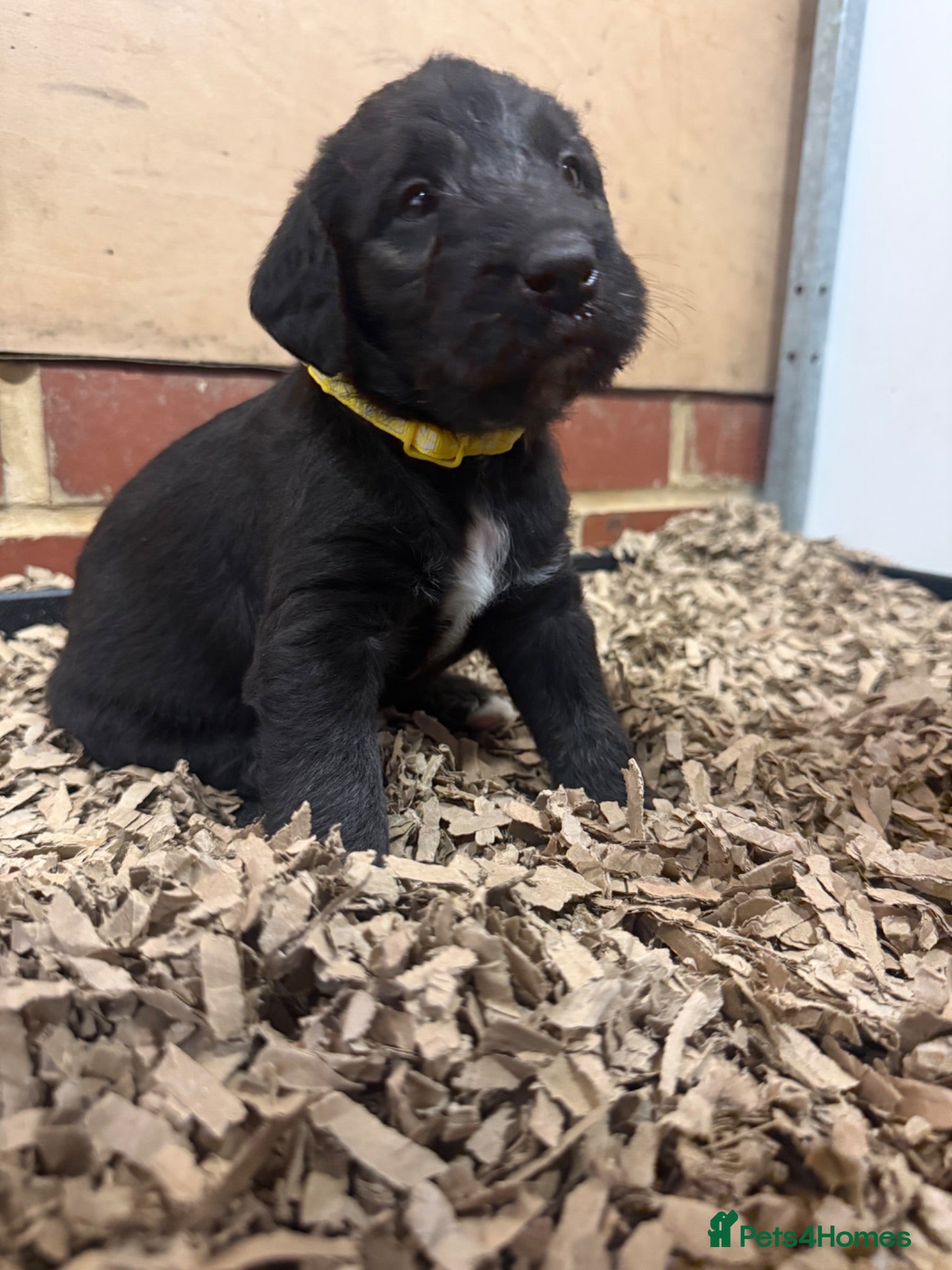 Mixed Breed dogs Bedlington x Whippet Lurcher puppy’s  - Advert 2