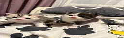British Shorthair cats for sale: Mother Big Boy and little kittens  in Burton-on-Trent - Advert 4