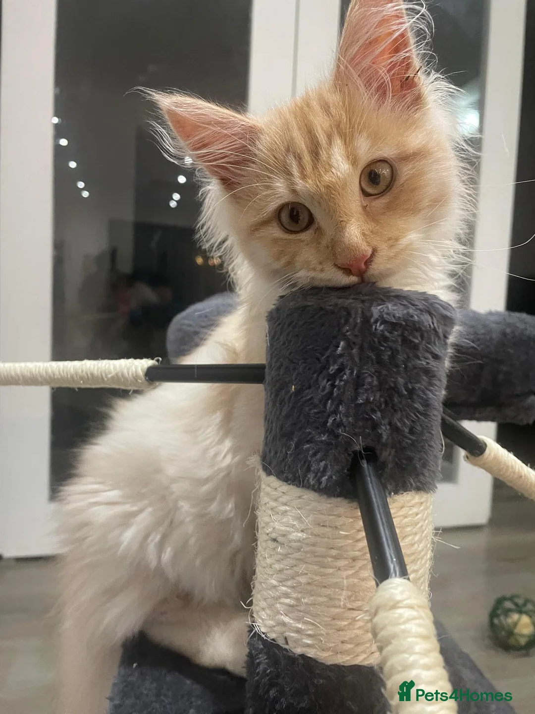 Maine Coon cats for sale: Full breed maine coon in Walsall - Advert 1