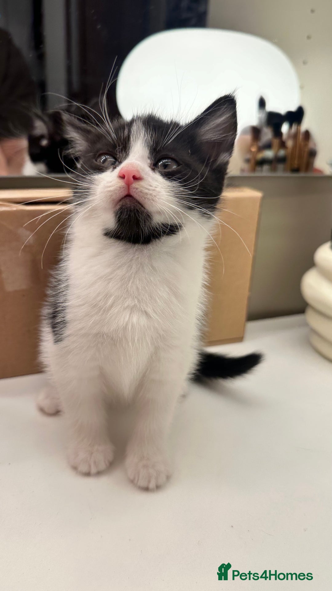 Mixed Breed cats for sale: 6 mixed breed ( shorthair and longhair) kittens - Advert 7