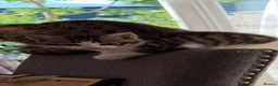 Mixed Breed cats for sale: 2 beautiful male kittens for sale in Basildon - Advert 10
