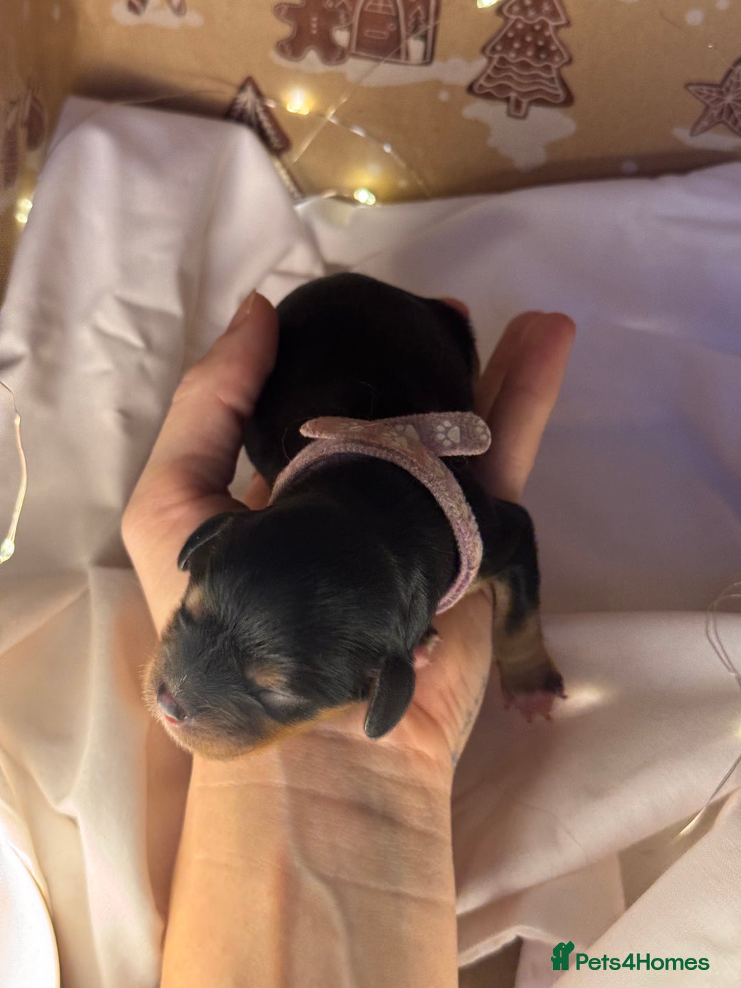 Cavalier King Charles Spaniel dogs for sale: Stunning pups DNA HEALTH TESTED PARENTS  - Advert 11