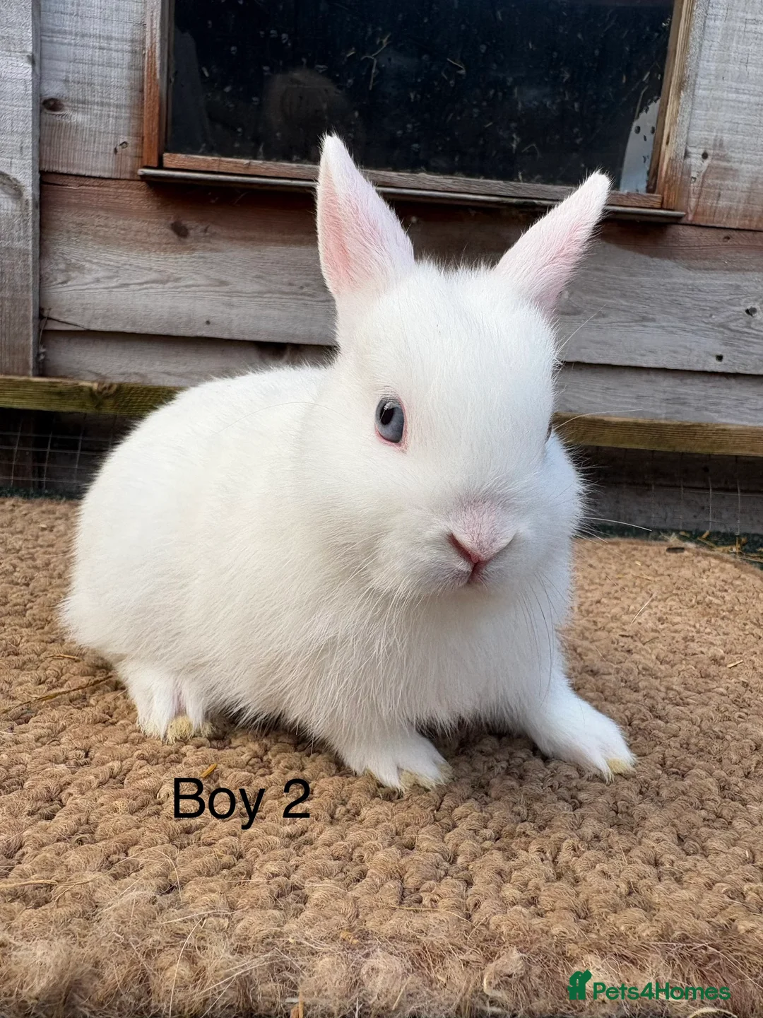 Netherland Dwarf rabbits for sale: Baby Netherland dwarf rabbits for sale  - Advert 3