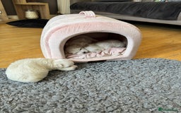 Maltese dogs for sale: **READY NOW** Full Maltese Boy Puppy’s  - Image 13