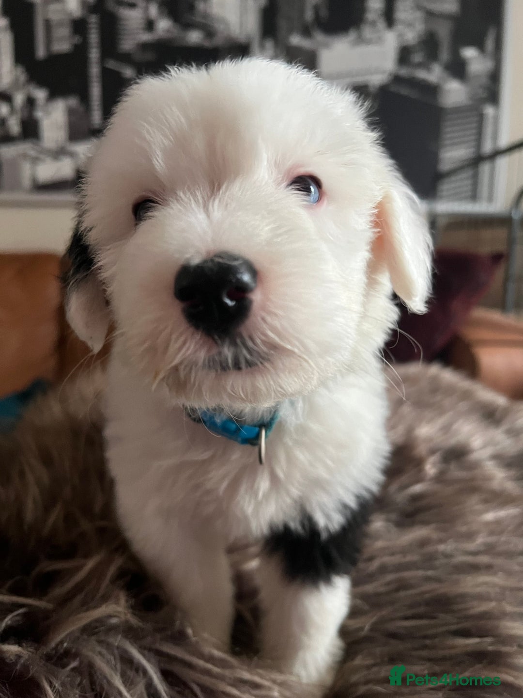 Old English Sheepdog dogs for stud: Stud KC Old English Sheepdog in Peterborough - Image 13