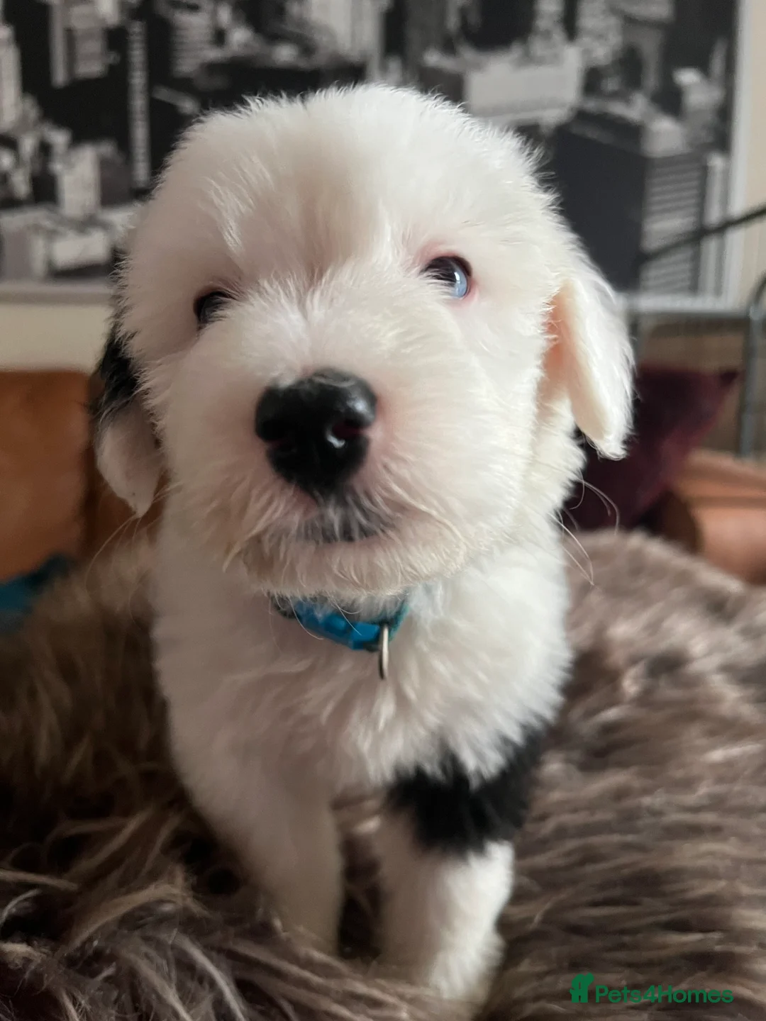 Old English Sheepdog dogs for stud: Stud KC Old English Sheepdog in Peterborough - Advert 13