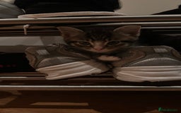 Domestic Shorthair cats for sale: 5 Tabby & Tuxedo kittens for sale - Image 23