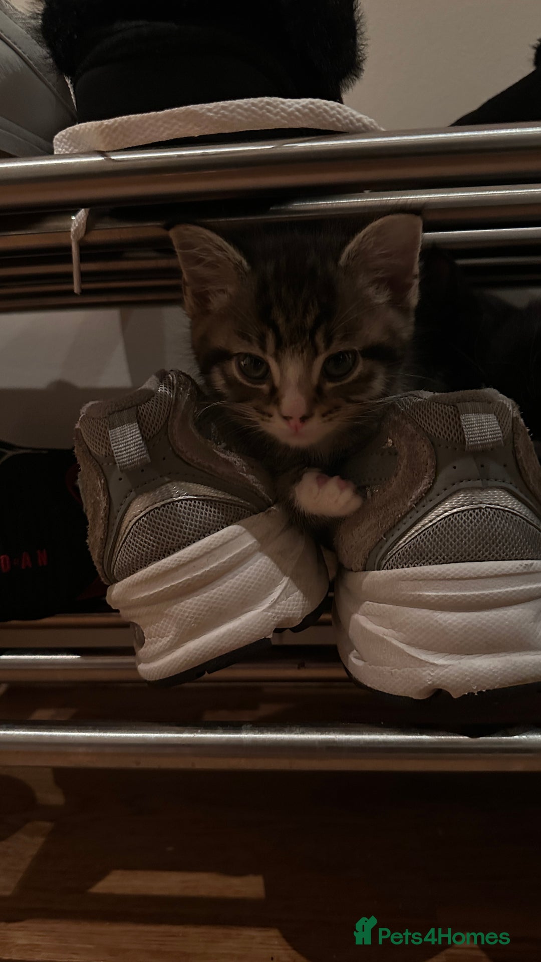 Domestic Shorthair cats for sale: 5 Tabby & Tuxedo kittens for sale - Image 23