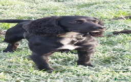 Cocker Spaniel dogs for stud: KC registered Cocker Spaniel Striker for stud - Image 5