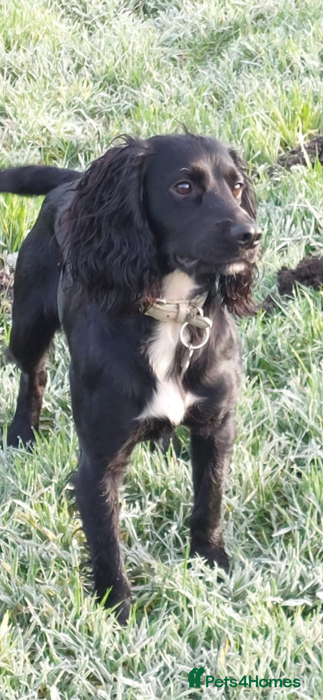 Cocker Spaniel dogs for stud: KC registered Cocker Spaniel Striker for stud - Image 5