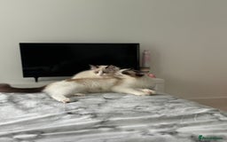 Ragdoll cats for sale: Last Female Ragdoll Barbie Kitten🩷 - Image 1