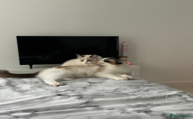 Ragdoll cats - Advert 13