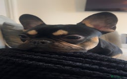 French Bulldog dogs for sale: Frenchie for sale - Advert 4