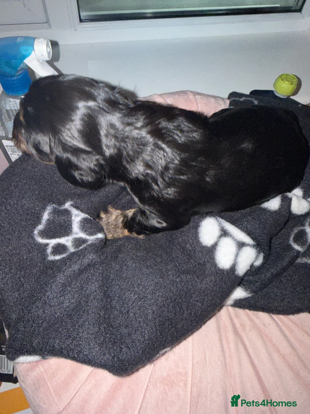 Cockapoo dogs for sale: F1B cockapoo  - Advert 23