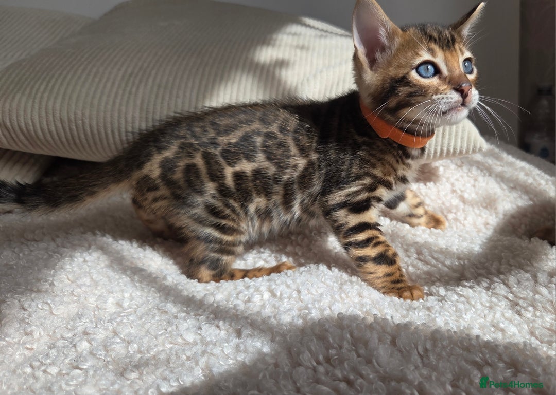 Bengal cats for sale: ✨ Bengal TICA Registered kittens Available ✨🐱 - Image 5