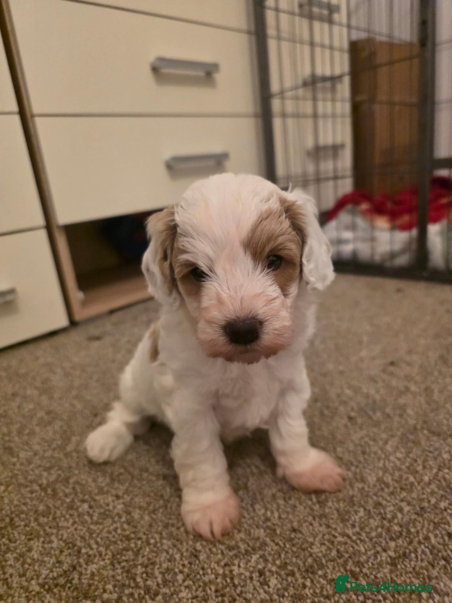 Cockapoo dogs for sale: LAST 2 beautiful f1b cockapoo puppies  - Advert 20