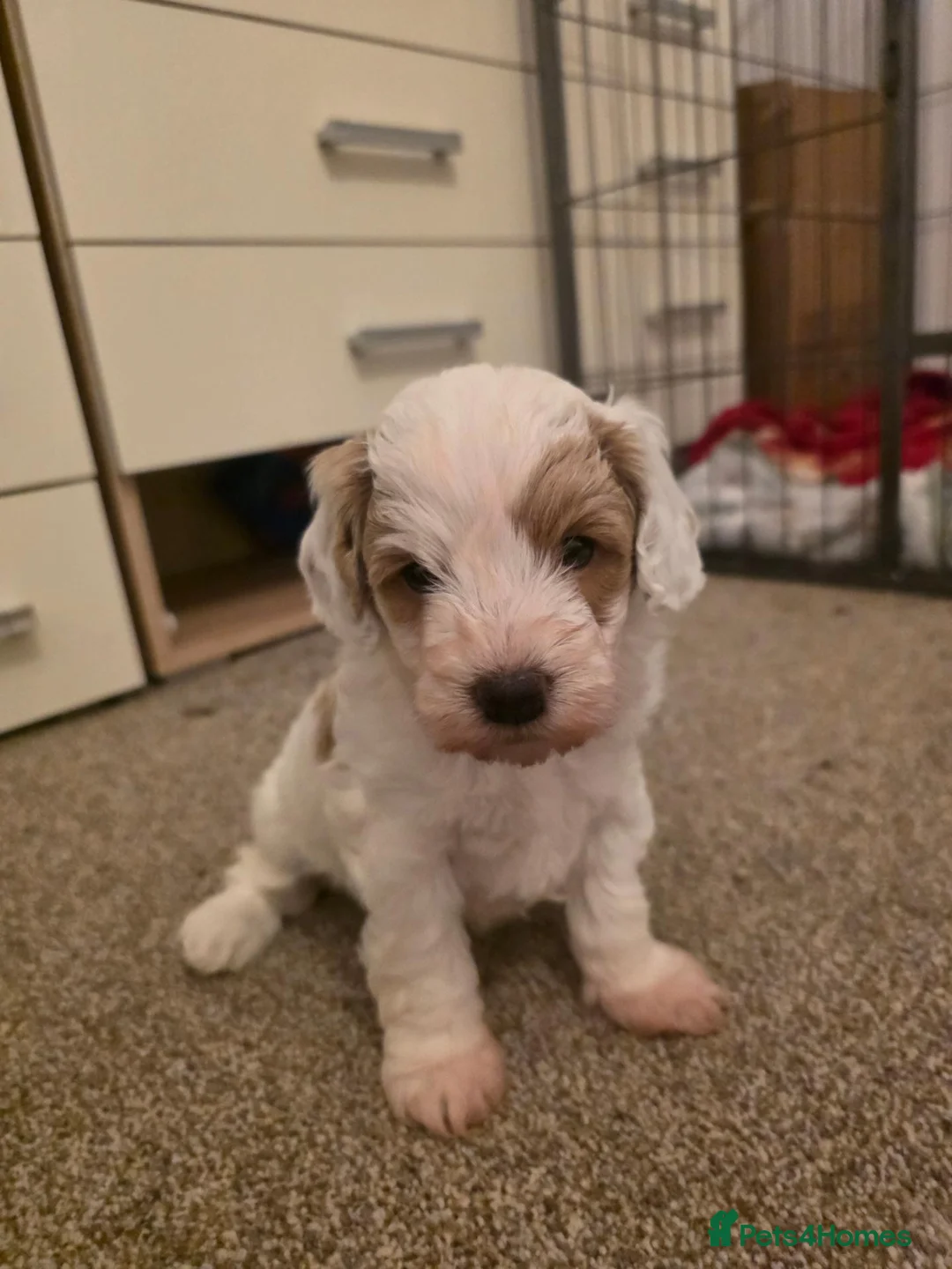 Cockapoo dogs for sale: 3 beautiful f1b cockapoo puppies  - Advert 2