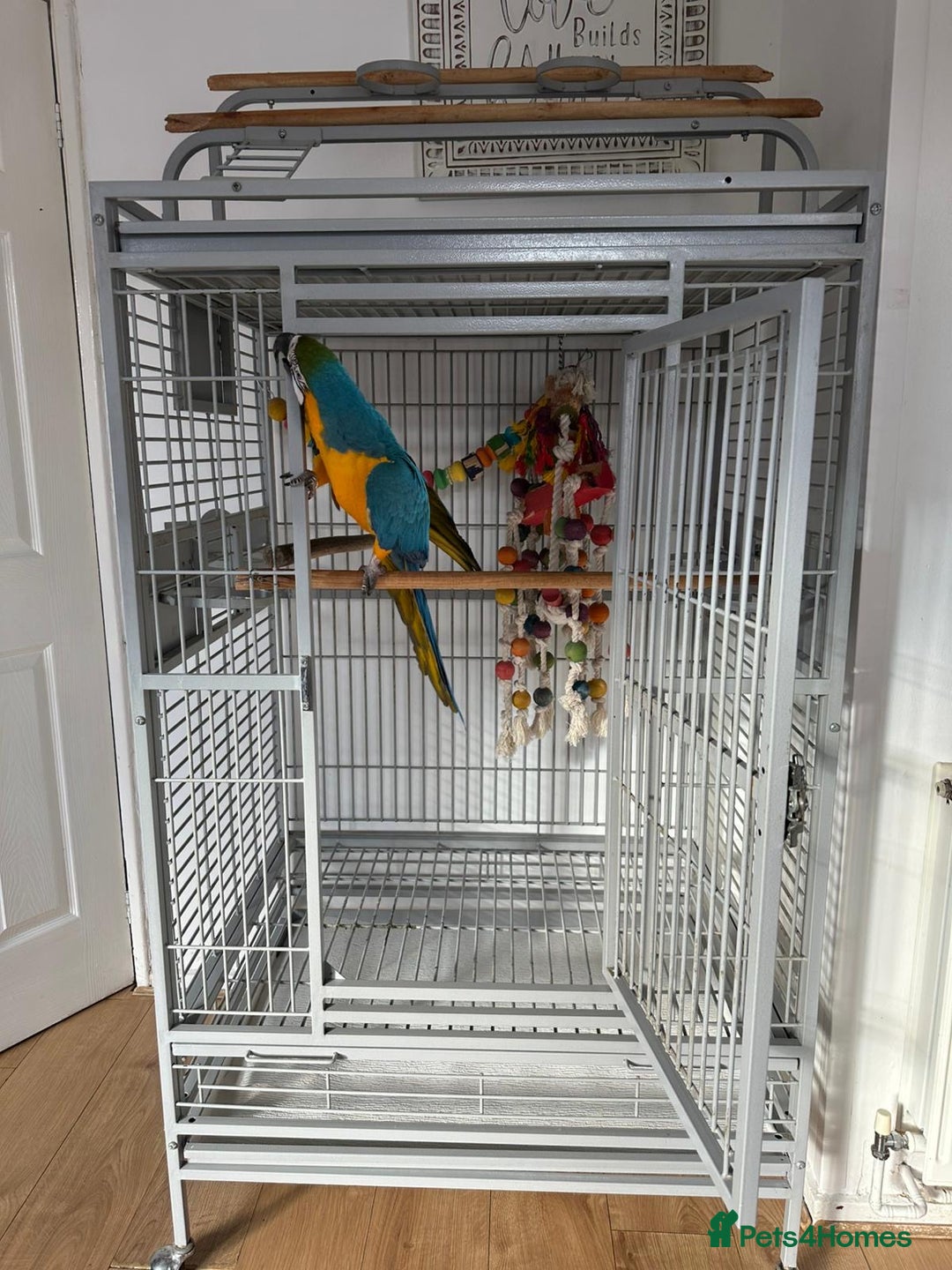Macaws birds for sale: Blue and gold macaw 5 years old  - Image 5