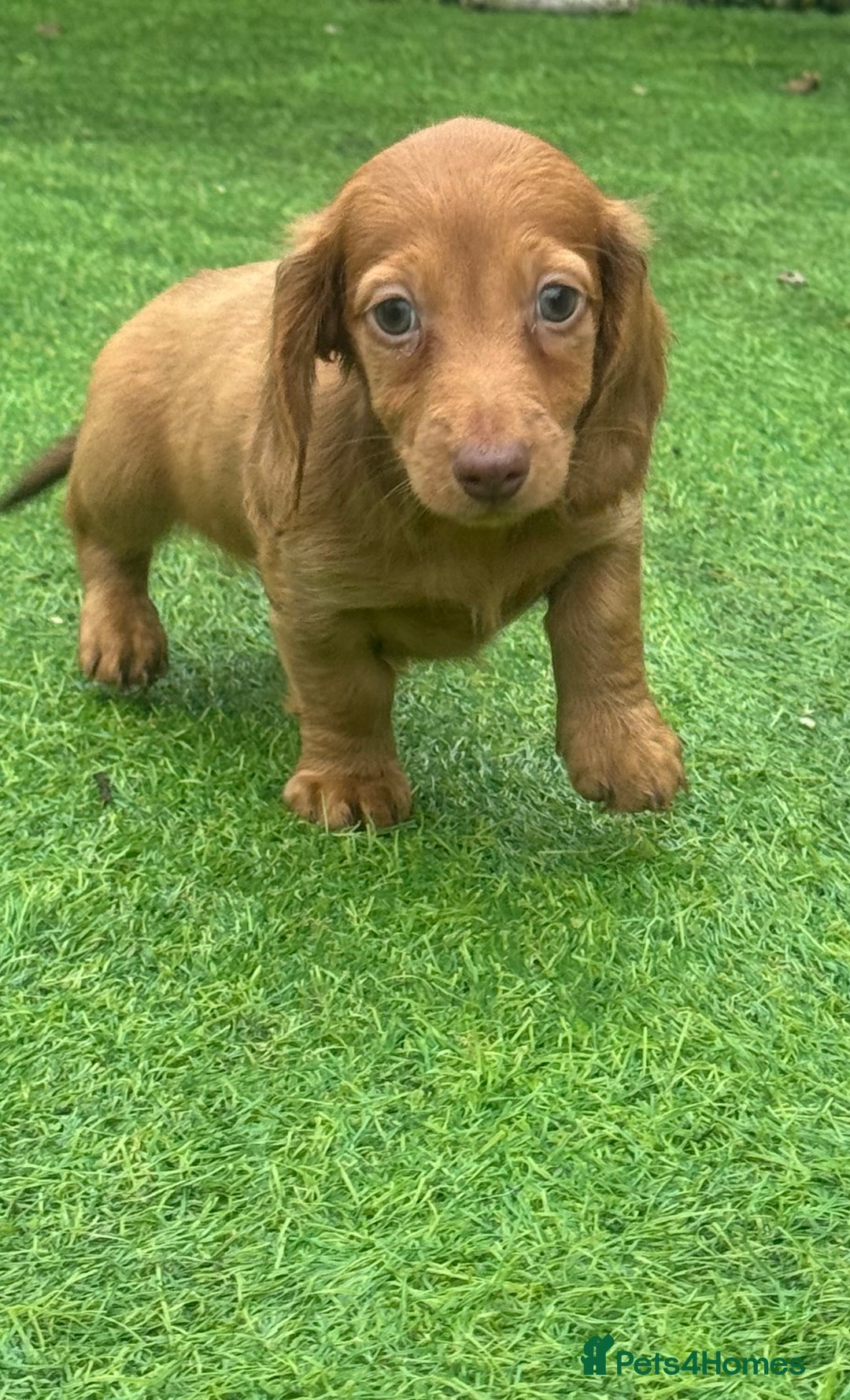 Miniature Dachshund dogs for sale: Beautiful long hair miniature dachshunds ready  - Advert 4