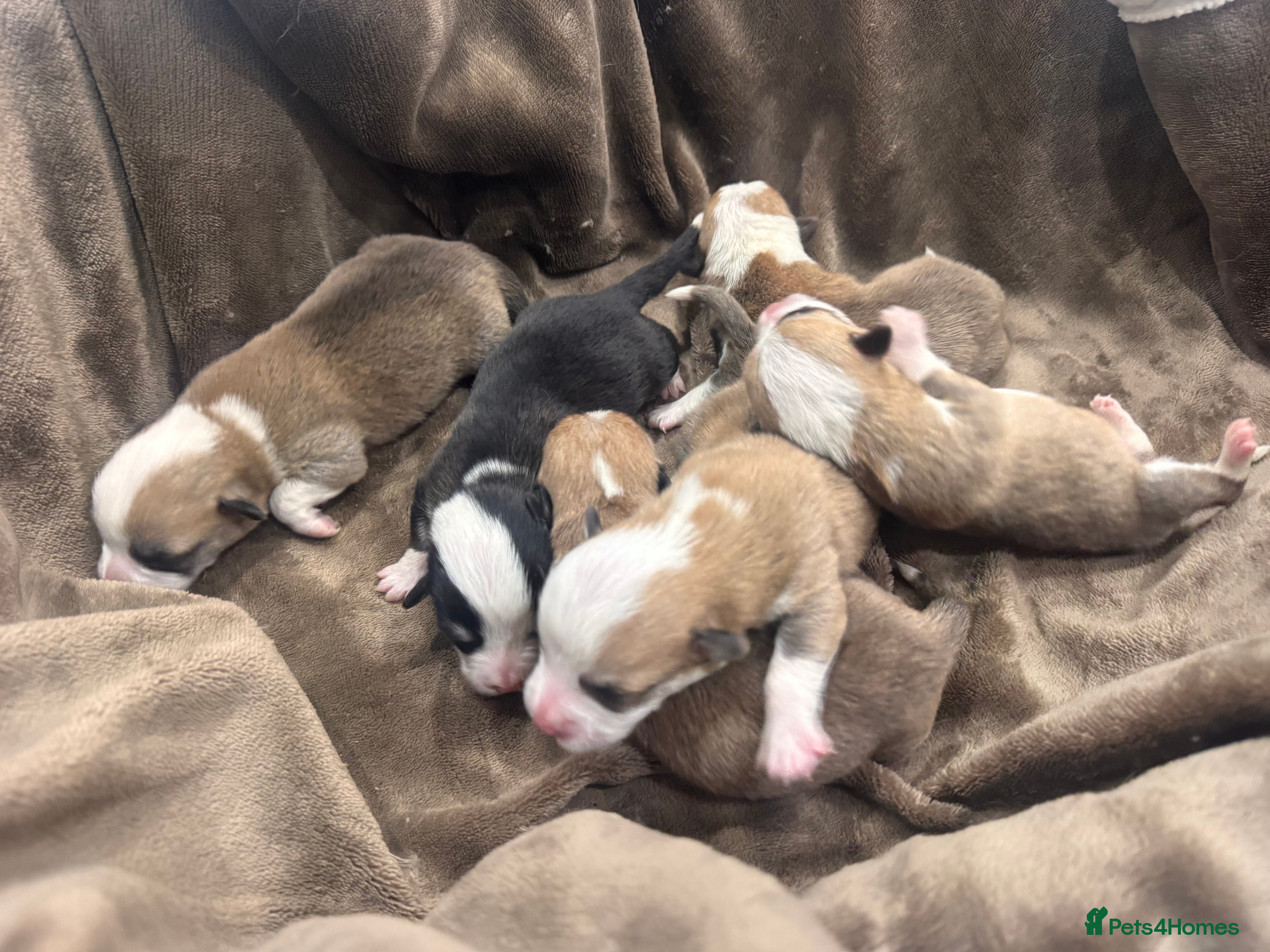 Welsh Corgi Pembroke dogs Kc Pembroke corgi puppies - Advert 2