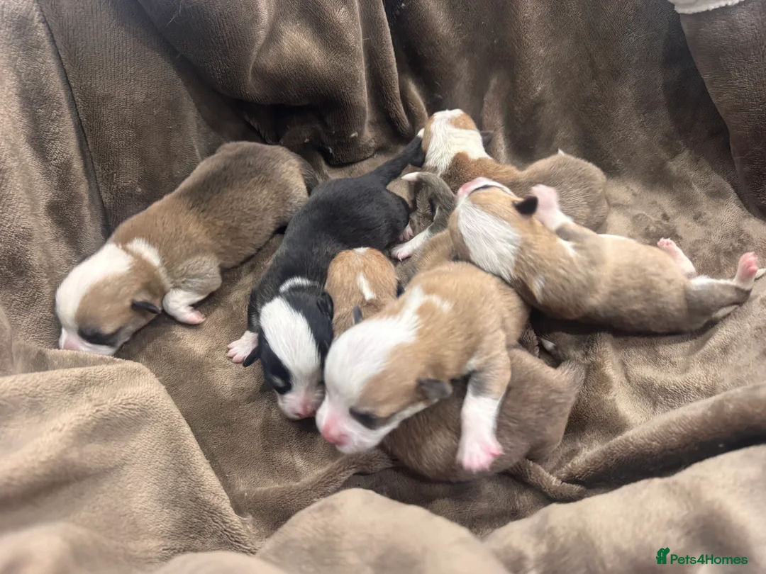 Welsh Corgi Pembroke dogs for sale: 2 girls/1 boy available! Kc Pembroke corgi puppies - Advert 5