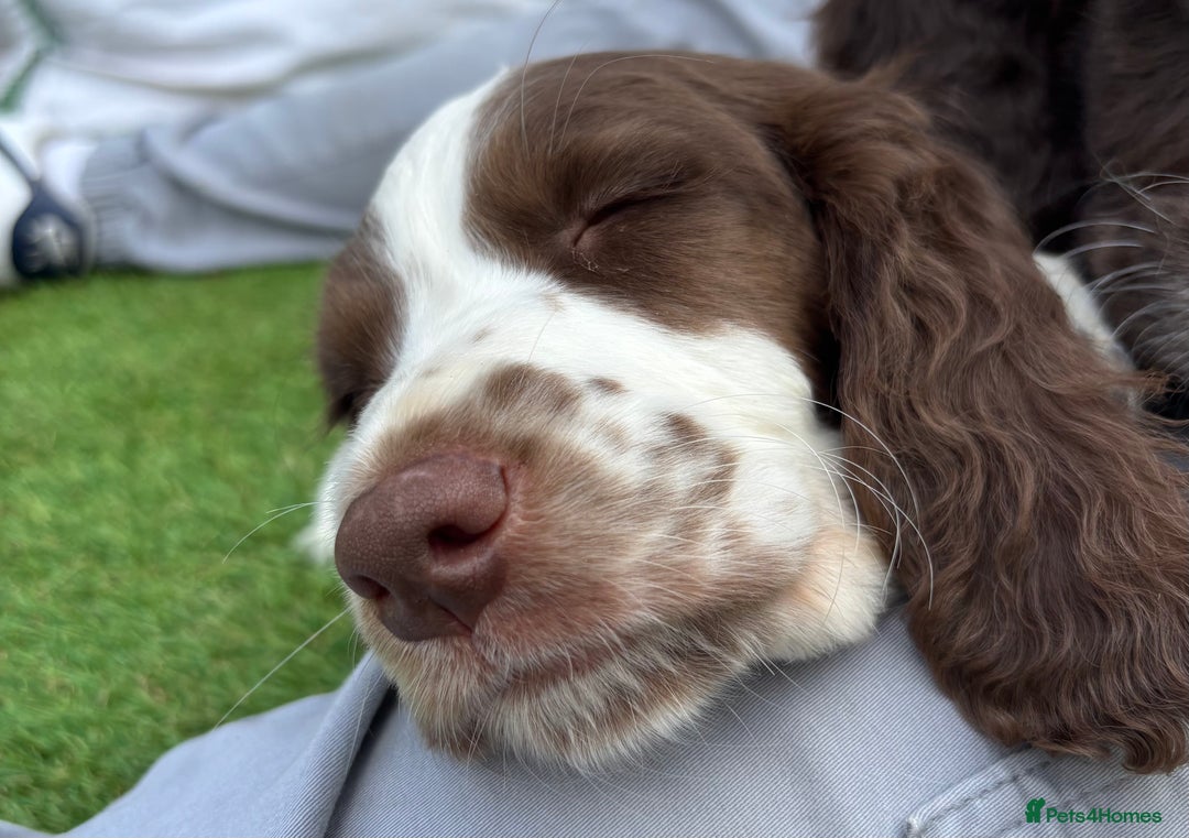 English Springer Spaniel dogs for sale: Springer Spaniel Boy - Image 4