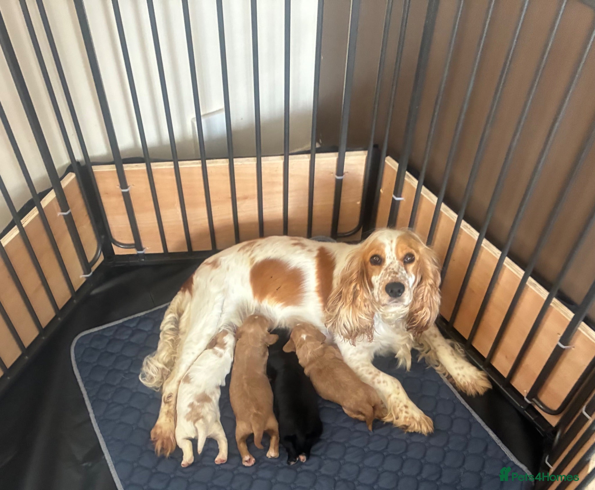 Cocker Spaniel dogs Kc cocker spaniel  - Advert 4