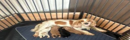 Cocker Spaniel dogs for sale: Kc cocker spaniel  - Advert 1
