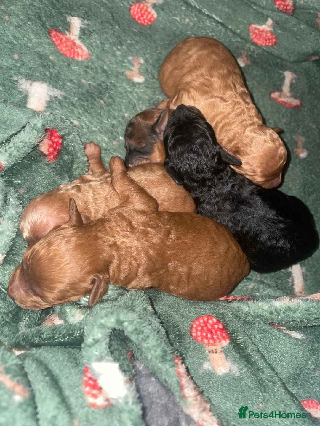 Toy Poodle dogs for stud: *STUD* Gorgeous KC Registered Toy Poodle in Manchester - Advert 35